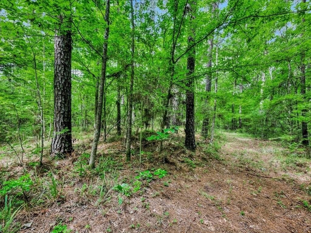 22 acres in Angelina County - photo 6