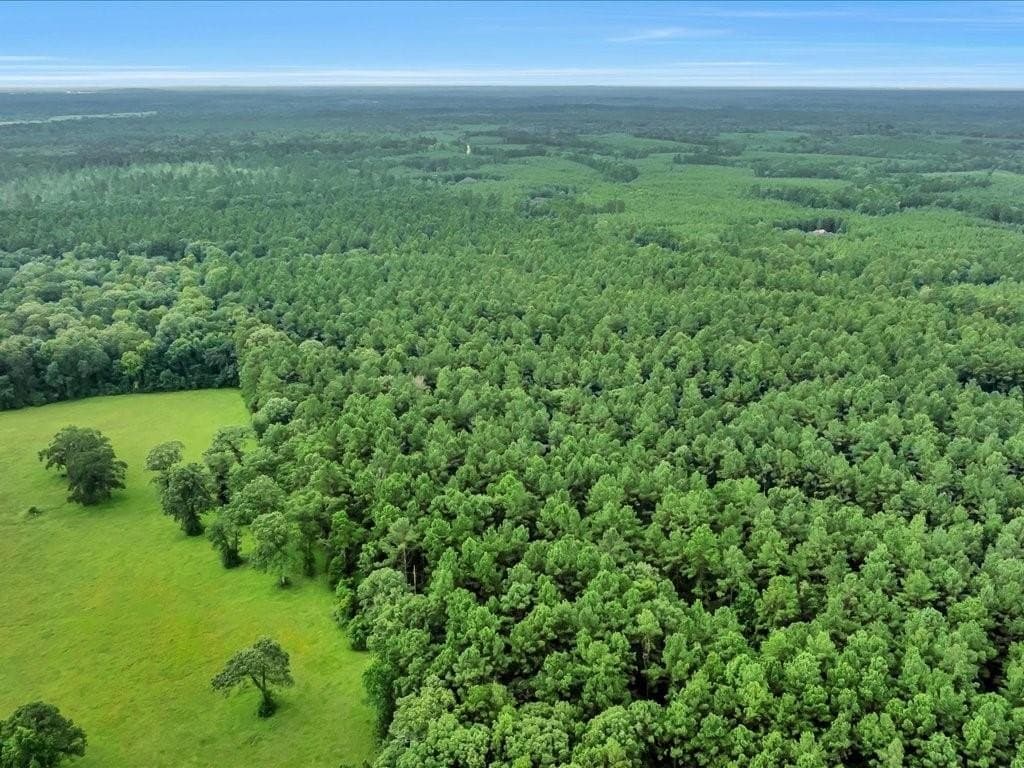 22 acres in Angelina County - photo 17