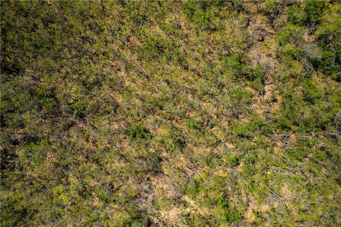 10.81 acres in Live Oak County - photo 15