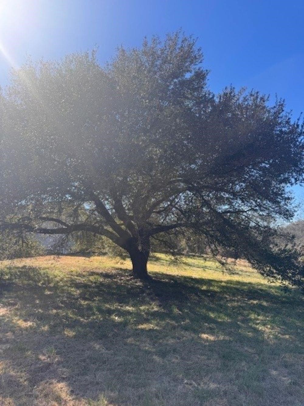 44.99 acres in Panola County - photo 15