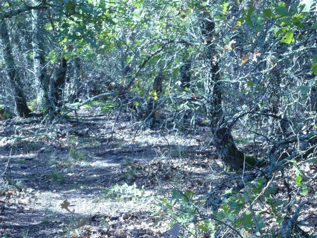 11.85 acres in Montague County - photo 23
