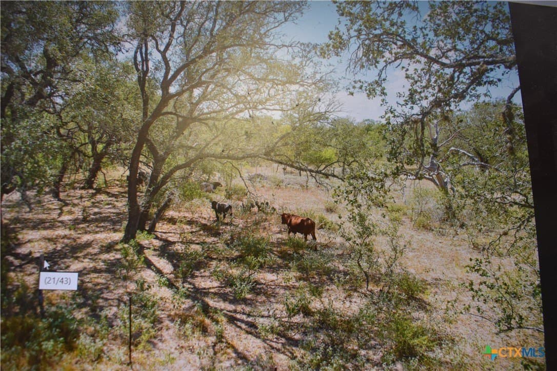 40 acres in Atascosa County - photo 6