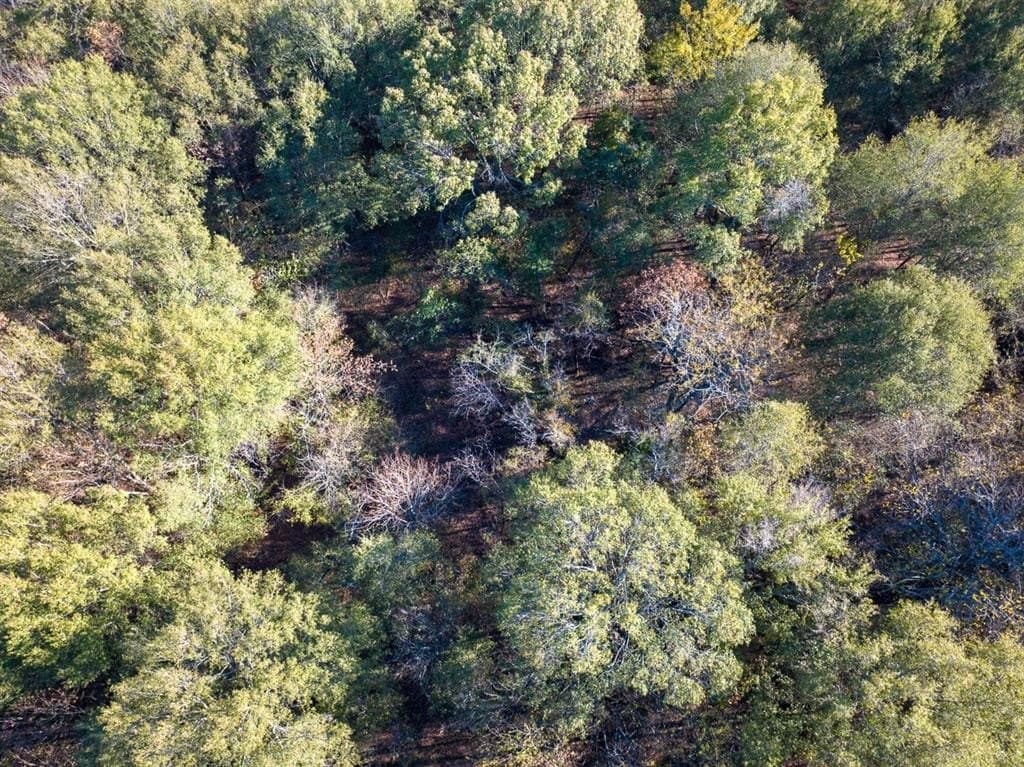 20 acres in Red River County - photo 16