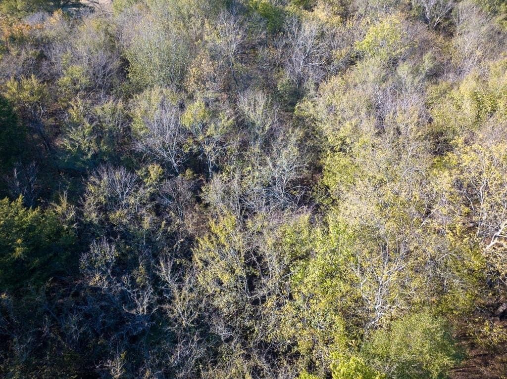 20 acres in Red River County - photo 11