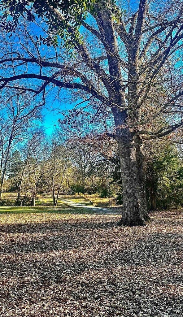 33.5 acres in ANDERSON County - photo 25