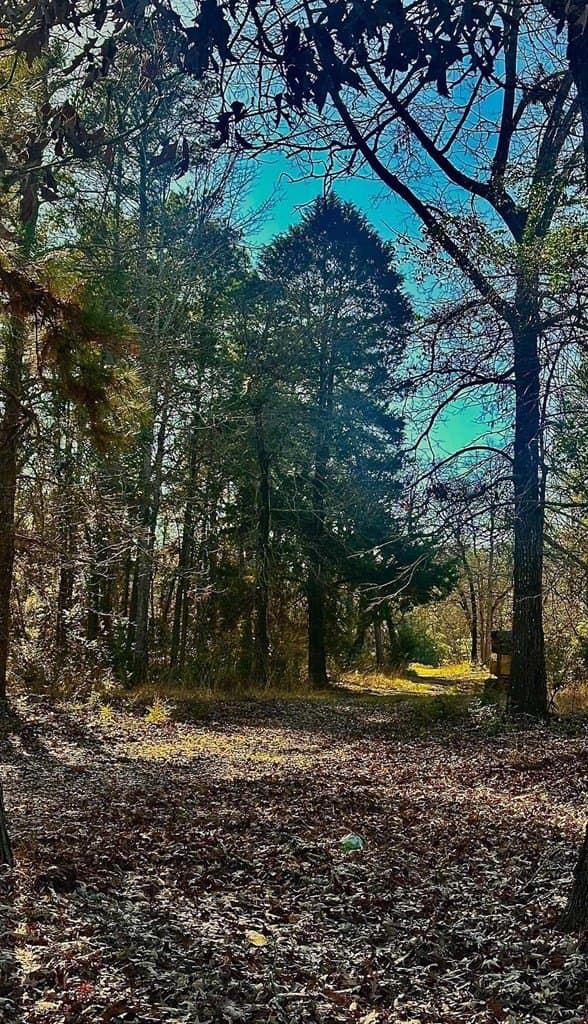 33.5 acres in ANDERSON County - photo 26