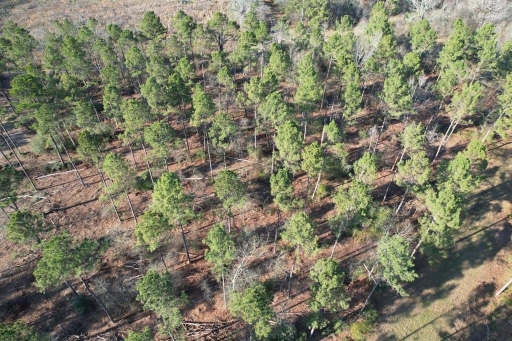 10 acres in Panola County - photo 4