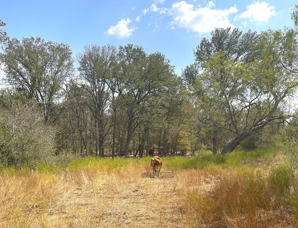 55 acres in Gonzales County - photo 16