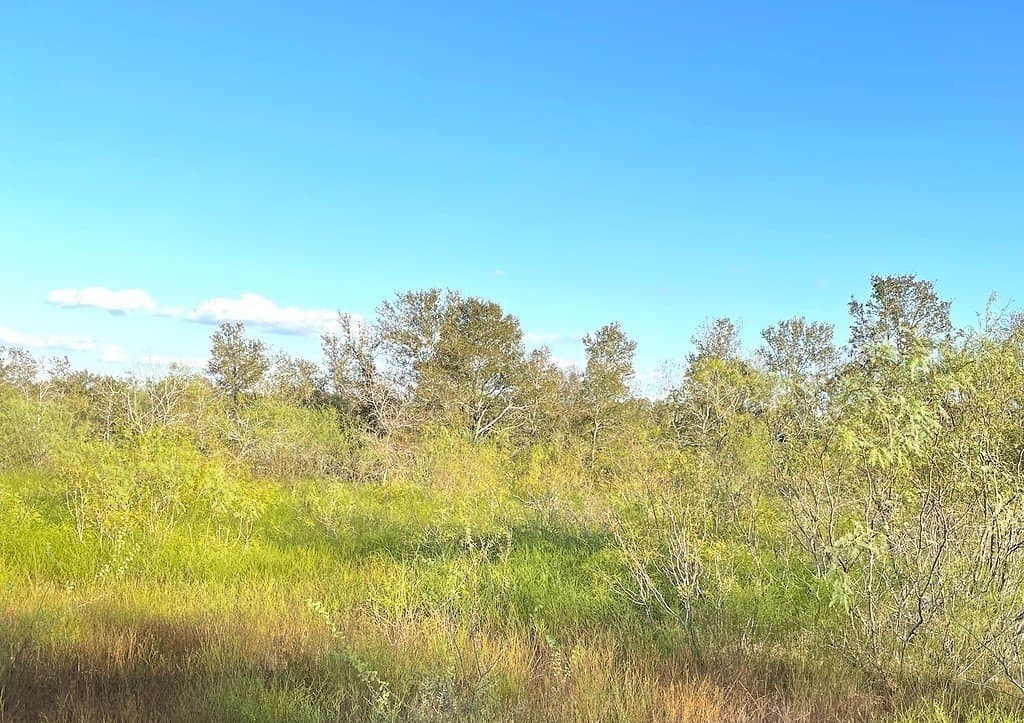 55 acres in Gonzales County - photo 9