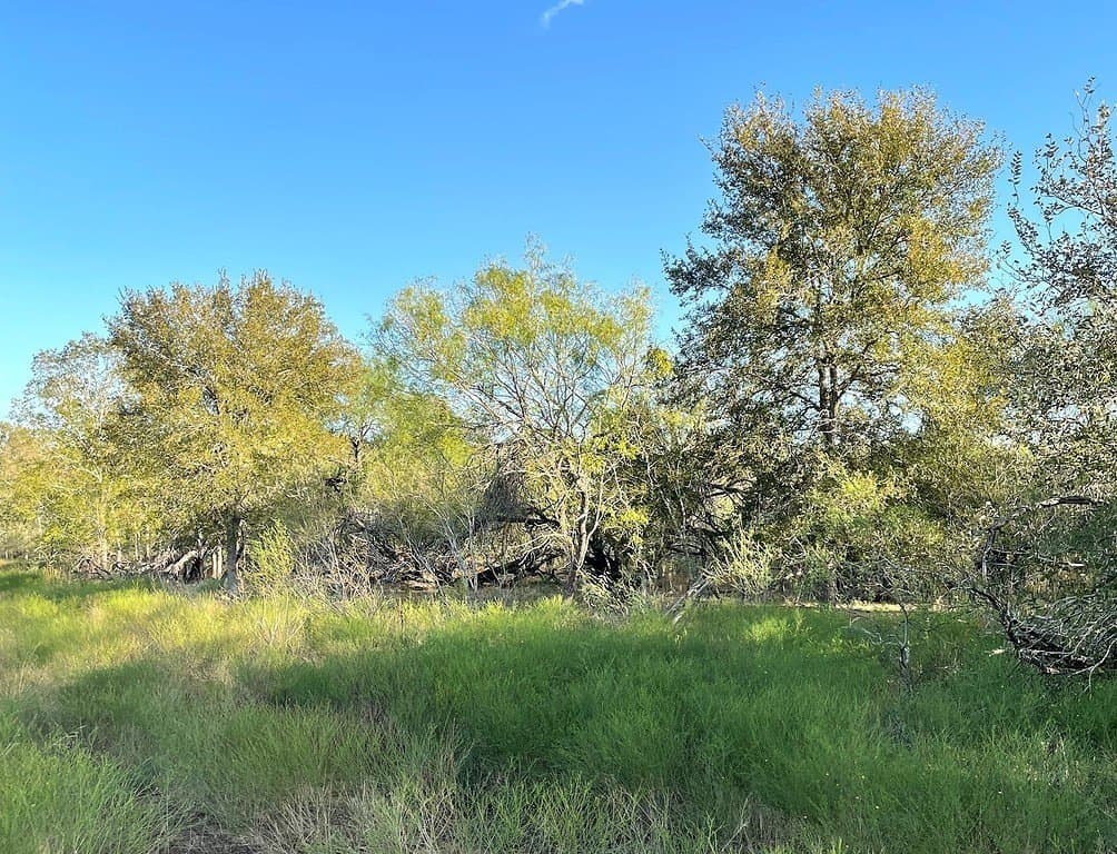 55 acres in Gonzales County - photo 7