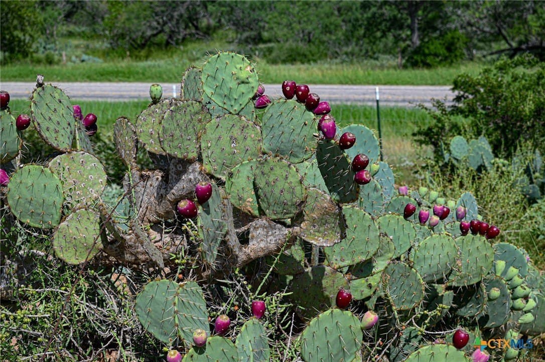 10 acres in Atascosa County - photo 32