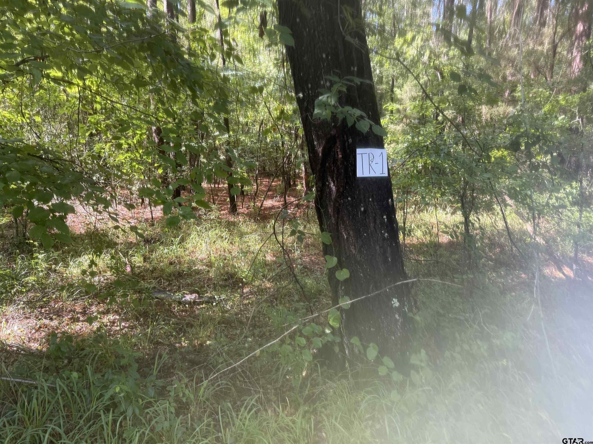 10 acres in Rusk County - photo 5