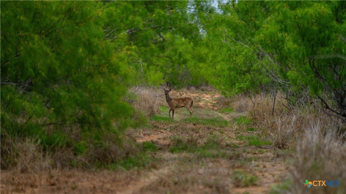 1,222 acres in Dimmit County - photo 40