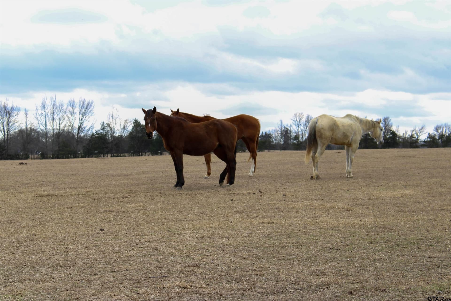 25 acres in Wood County - photo 22