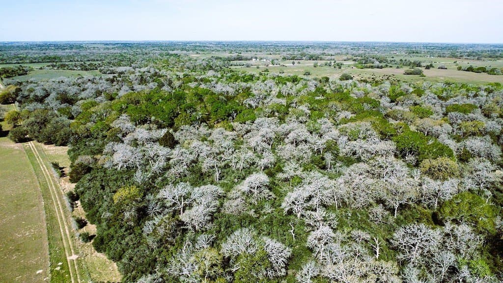 203 acres in Lavaca County - photo 7