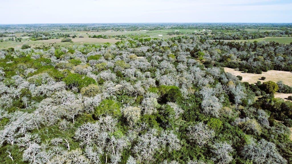 203 acres in Lavaca County - photo 16