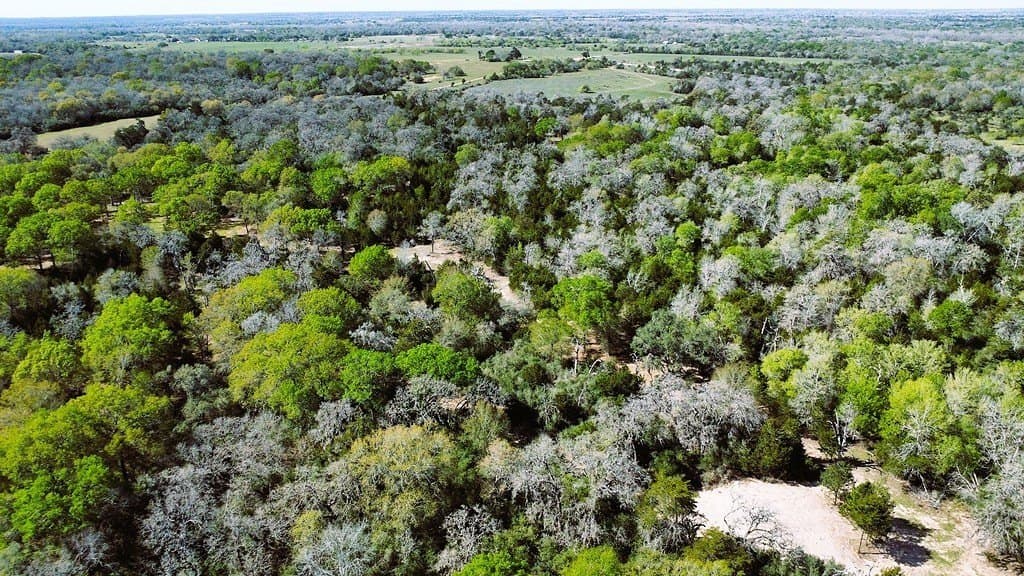 203 acres in Lavaca County - photo 14
