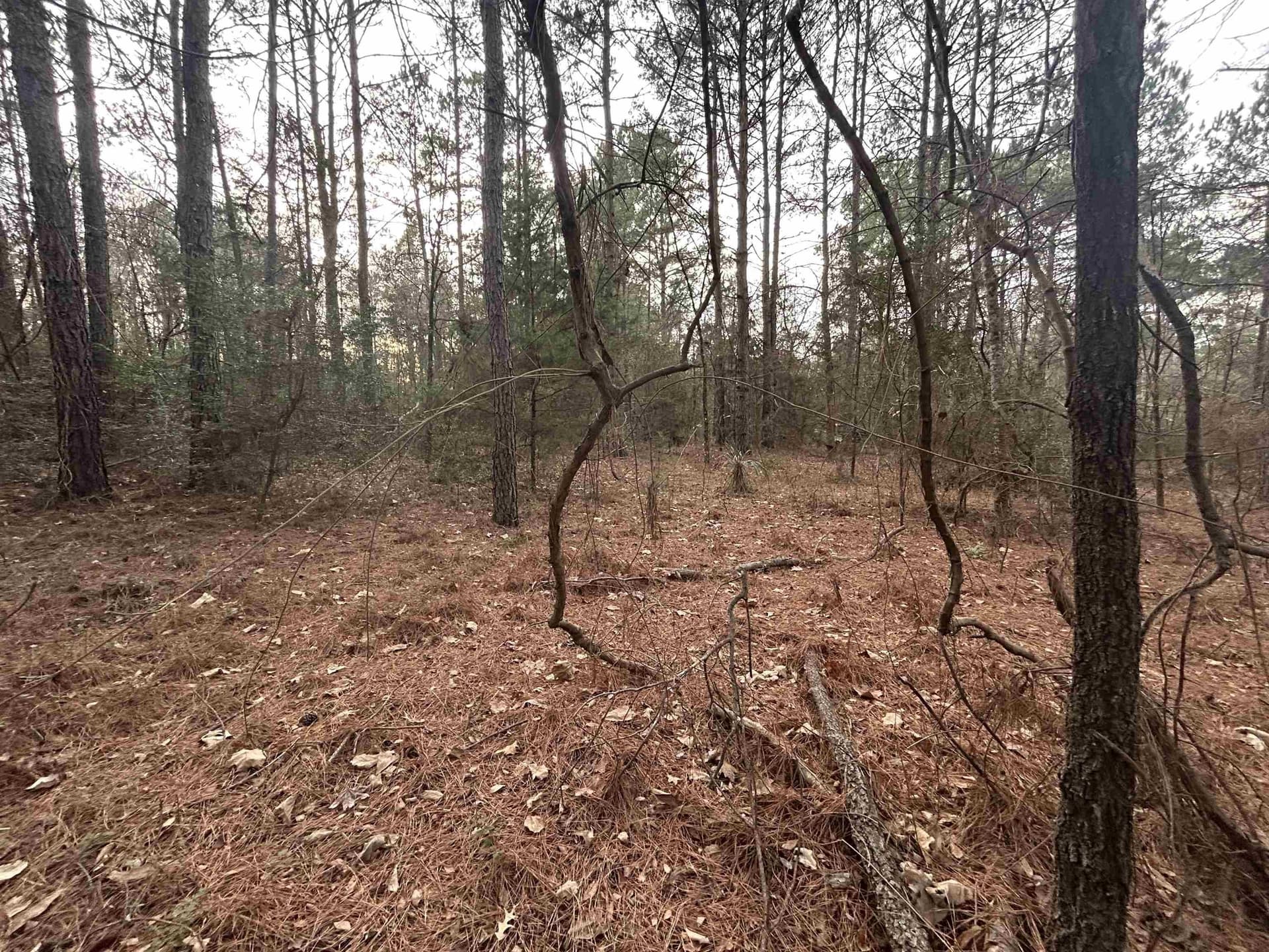 2.75 acres in Texas County - photo 8
