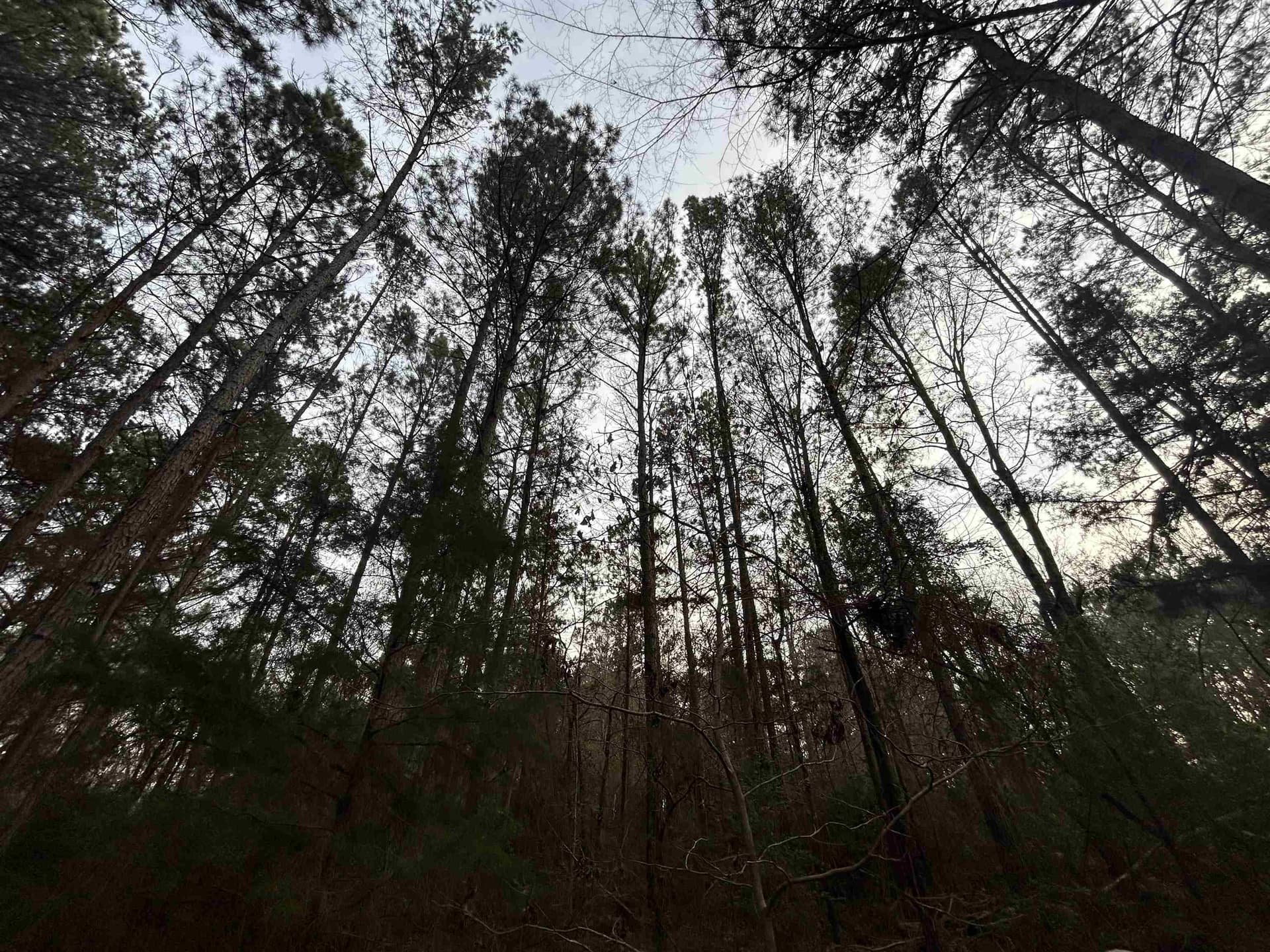 2.75 acres in Texas County - photo 5