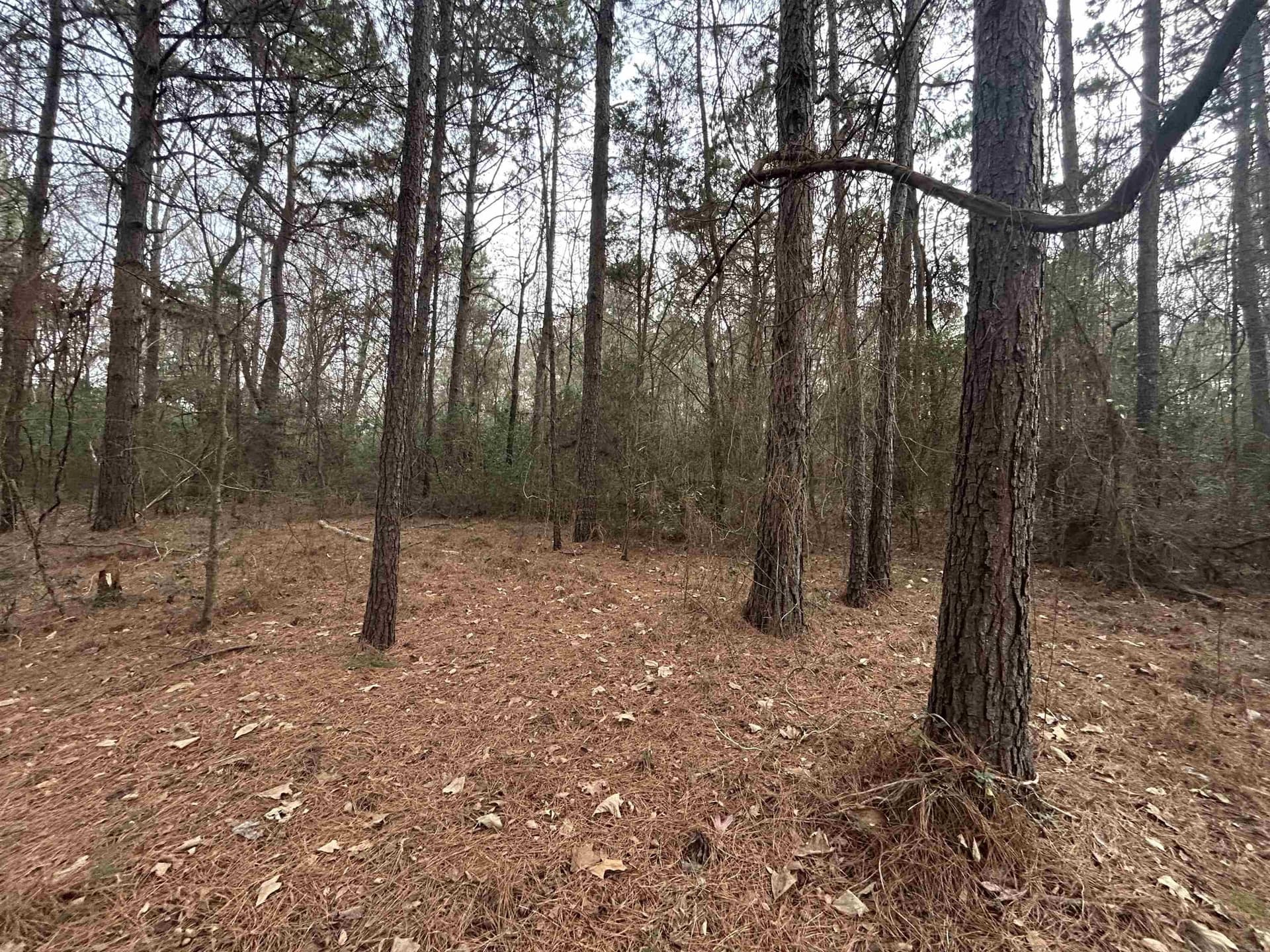 2.75 acres in Texas County - photo 9