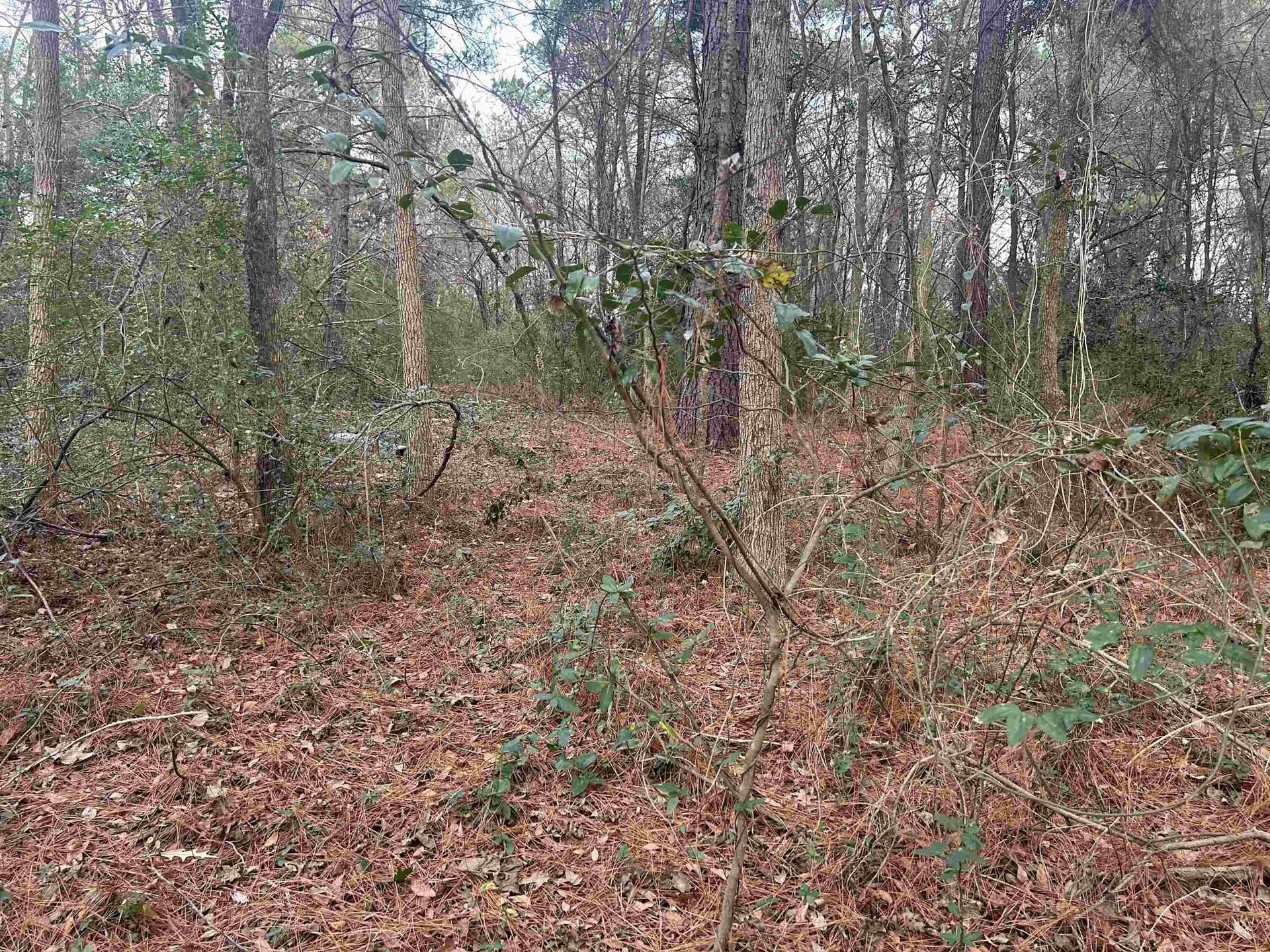 2.75 acres in Texas County - photo 3