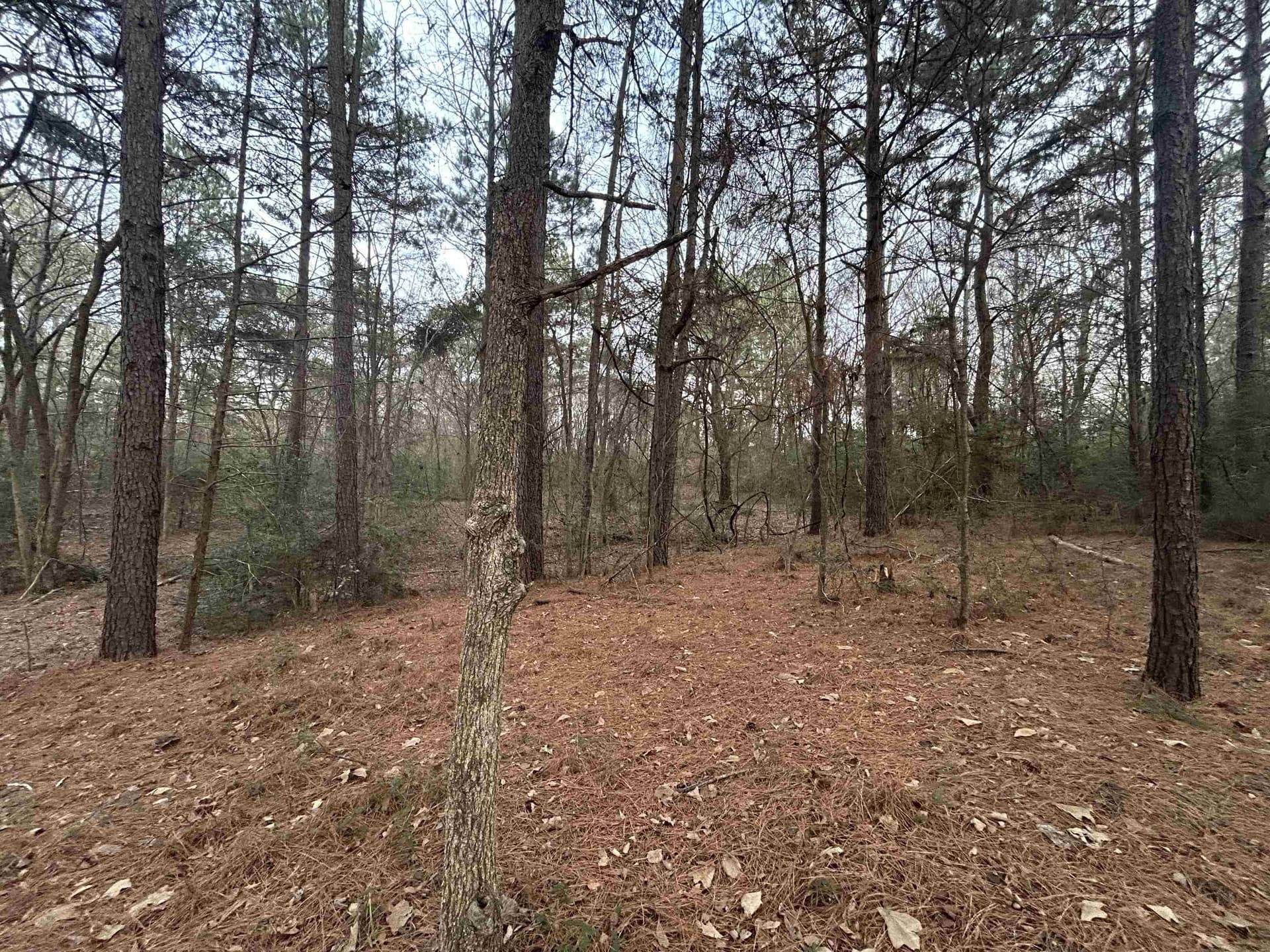2.75 acres in Texas County - photo 10