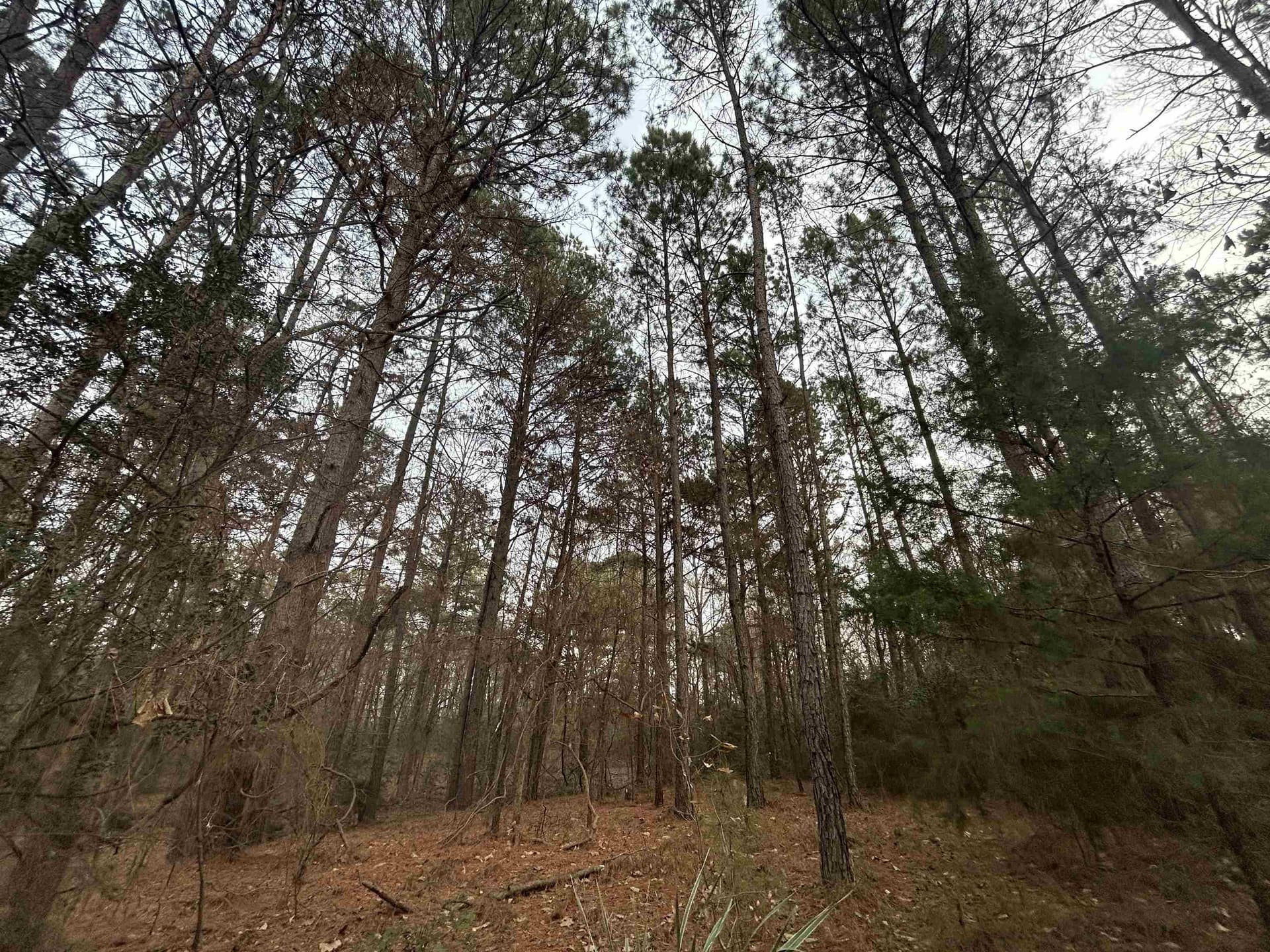 2.75 acres in Texas County - photo 4