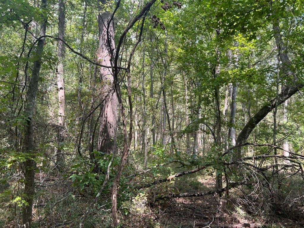 15.47 acres in ANDERSON County - photo 6