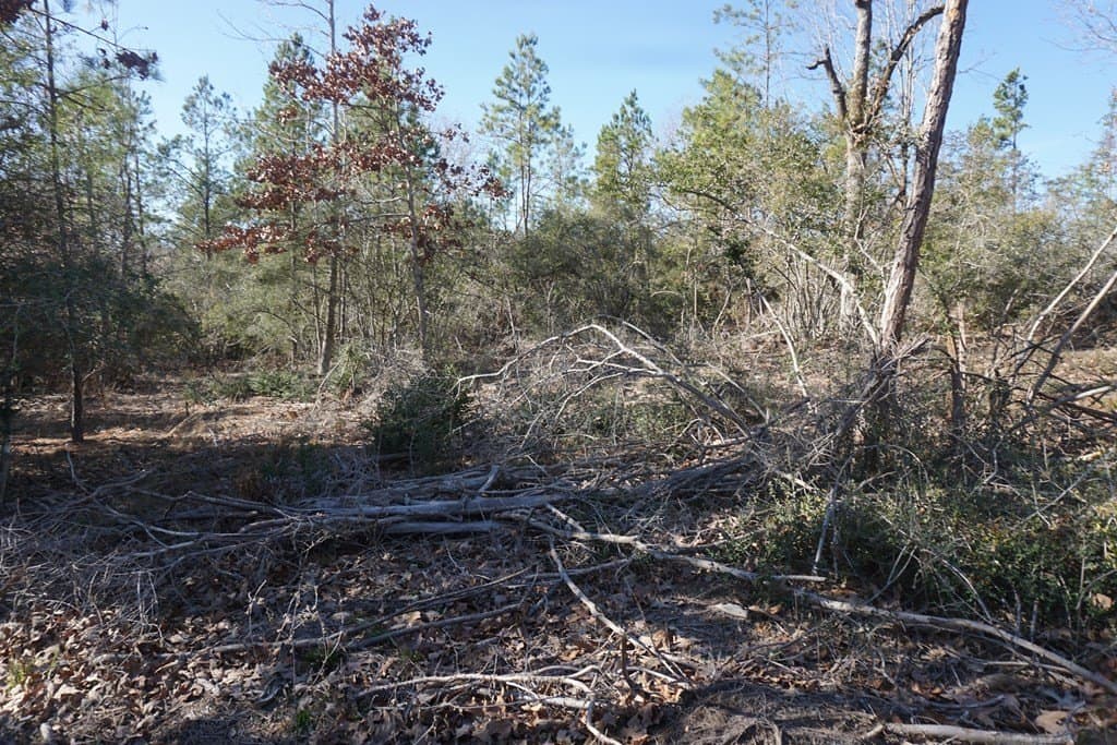 16.92 acres in LEON County - photo 5