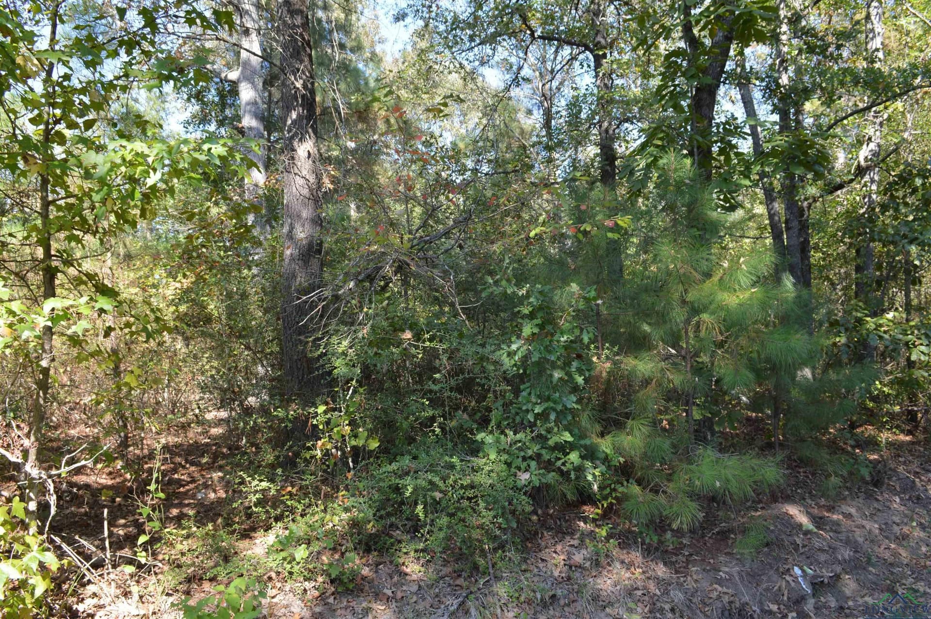 50 acres in Texas County - photo 4
