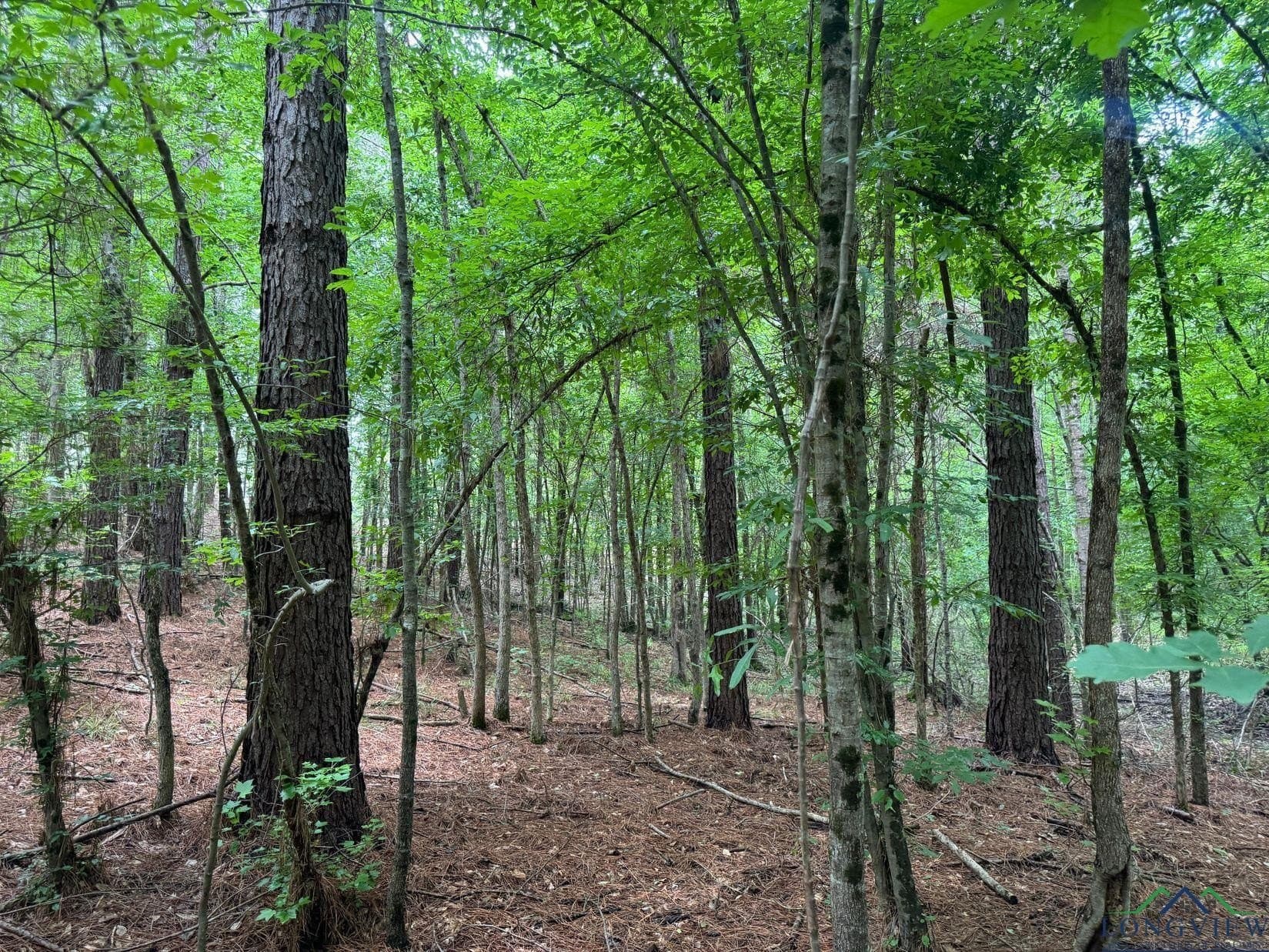 8.42 acres in Marion County - photo 8