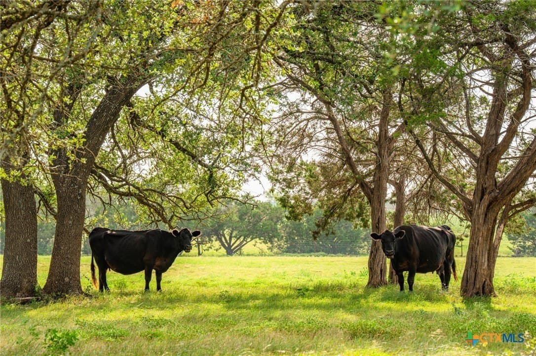 68.33 acres in Williamson County - photo 8