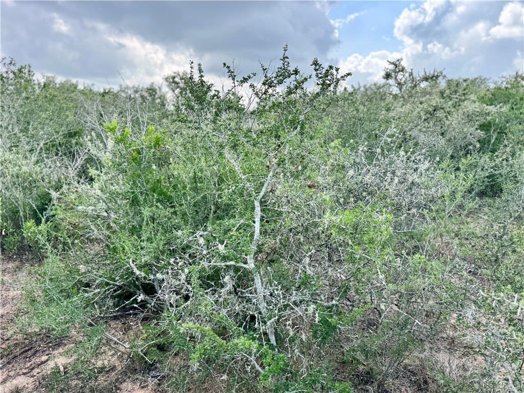 25 acres in Duval County - photo 33