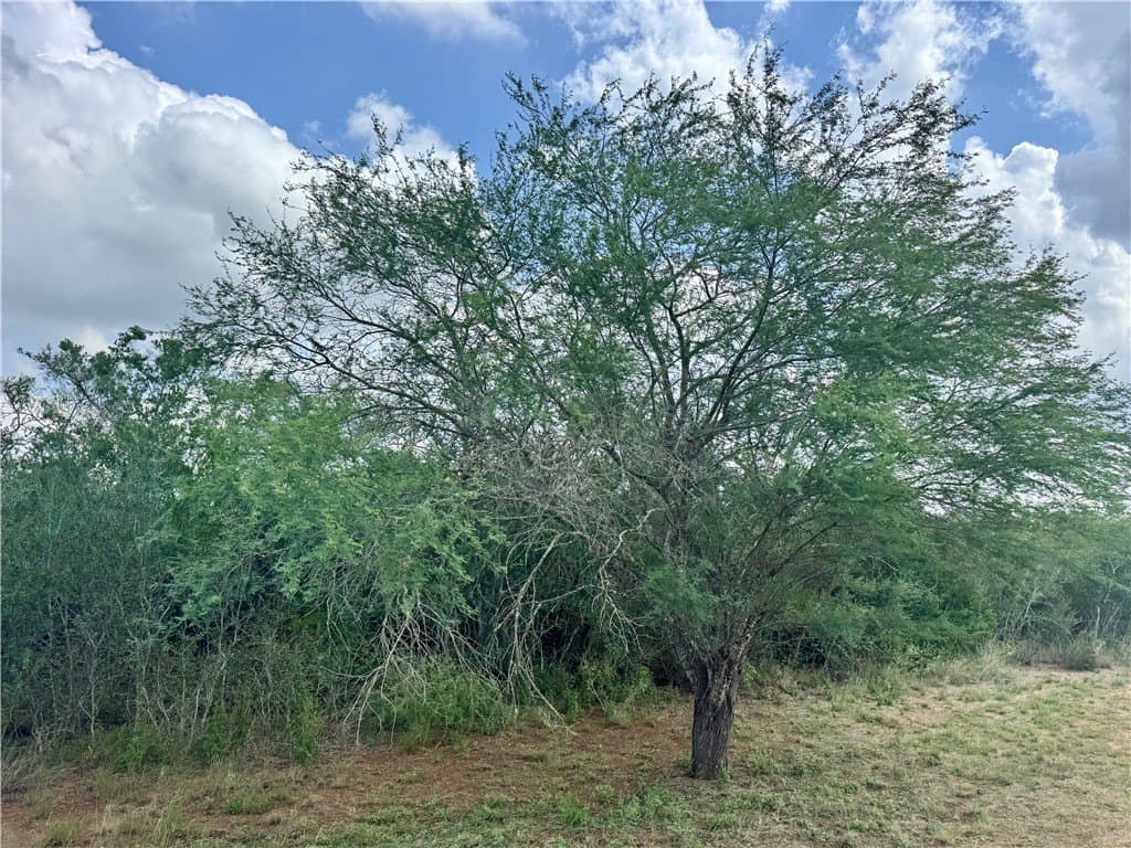 25 acres in Duval County - photo 7