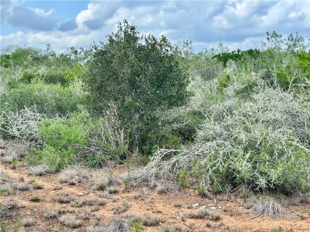 25 acres in Duval County - photo 13