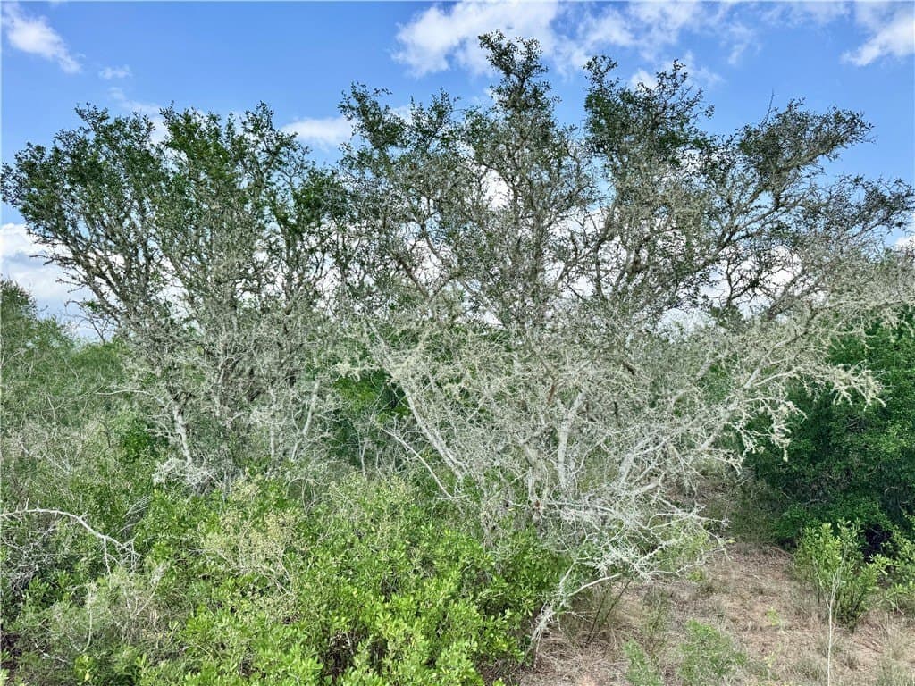 25 acres in Duval County - photo 21