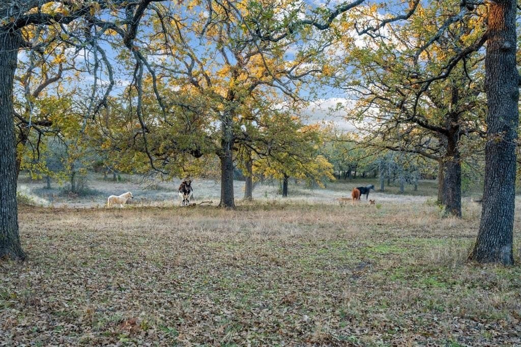 33.34 acres in Wise County - photo 26