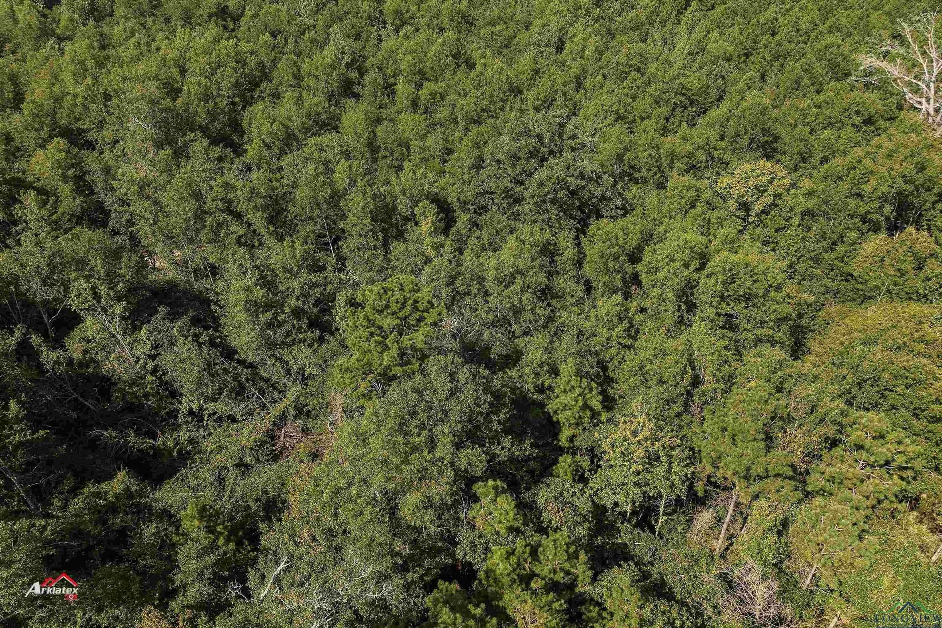 19.5 acres in Texas County - photo 6