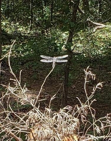 10 acres in Smith County - photo 5