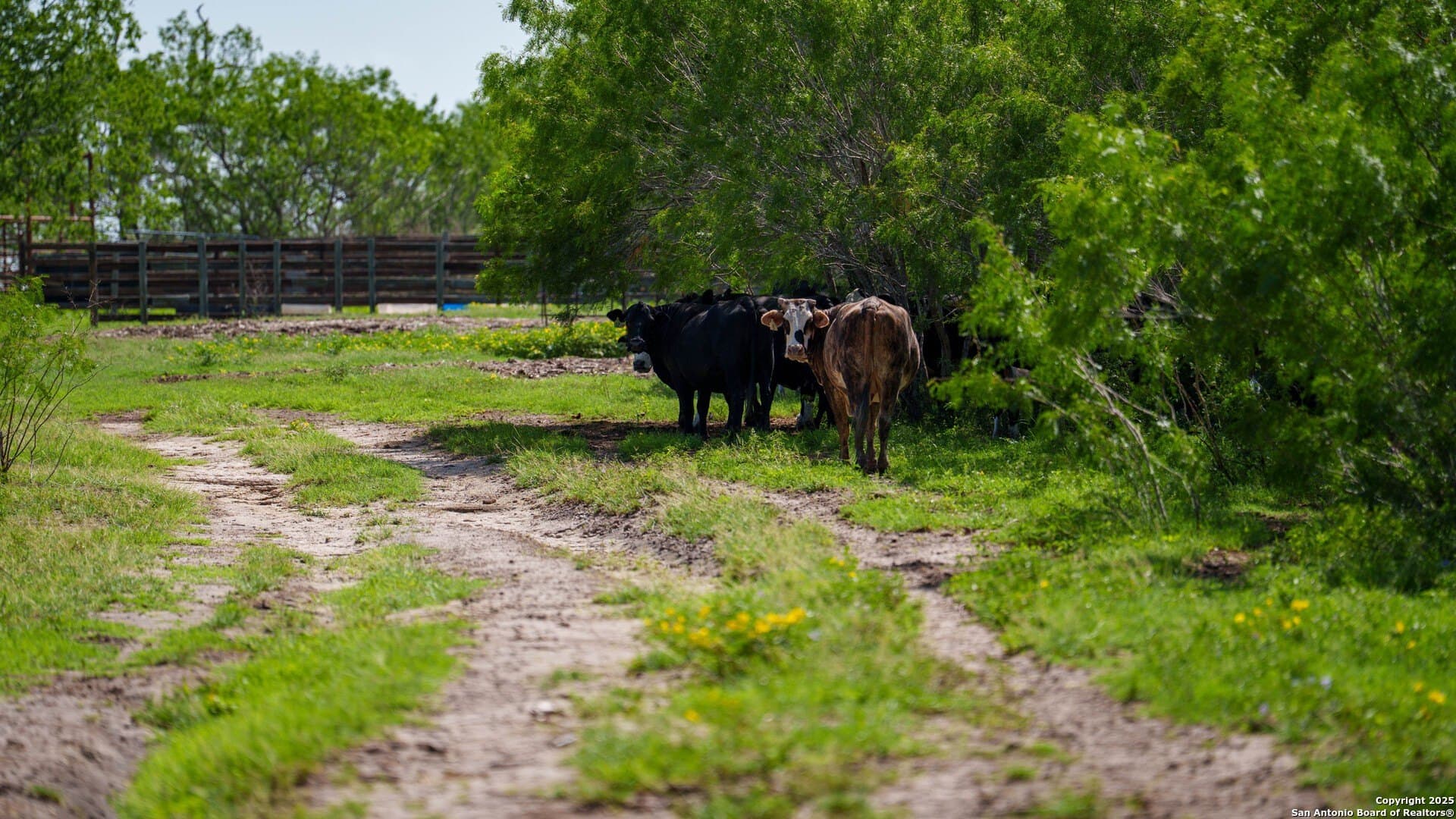 200.12 acres in Wilson County - photo 15