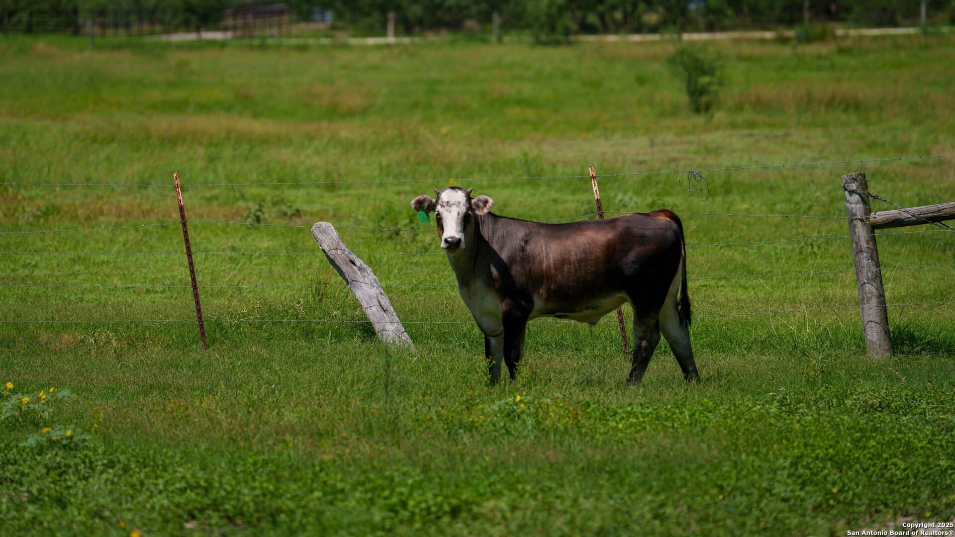 200.12 acres in Wilson County - photo 18