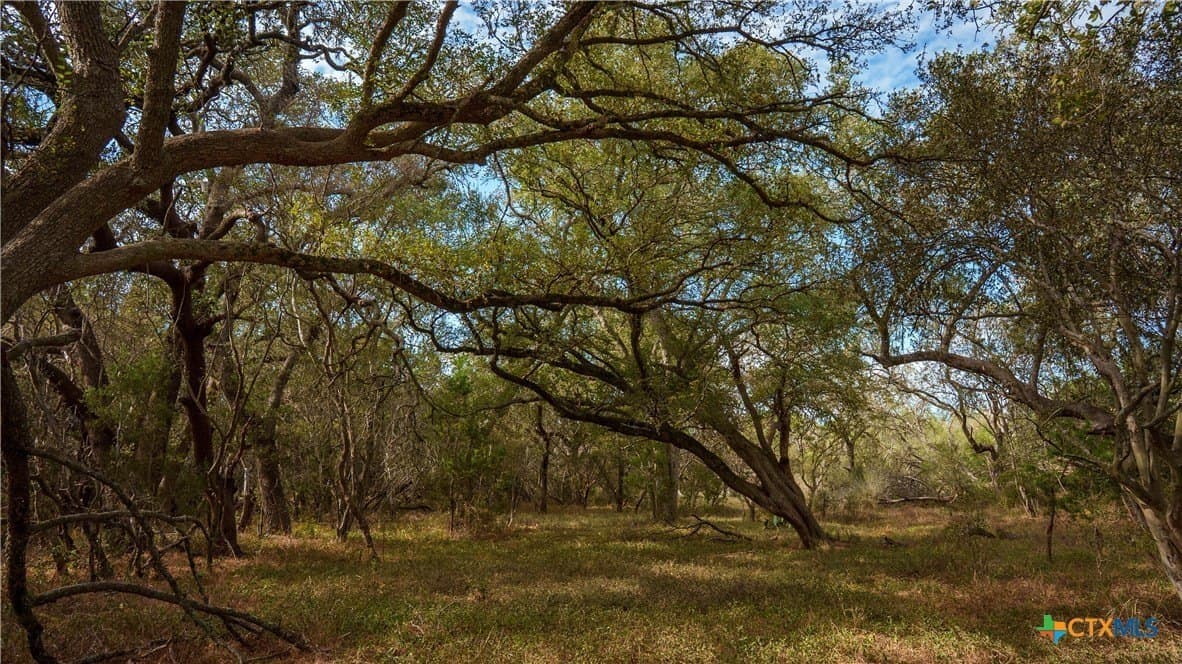 52.65 acres in Comal County - photo 9