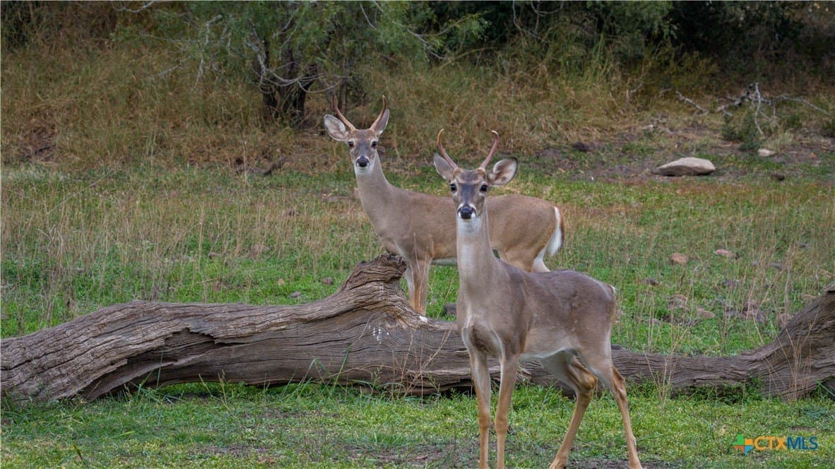 52.65 acres in Comal County - photo 3