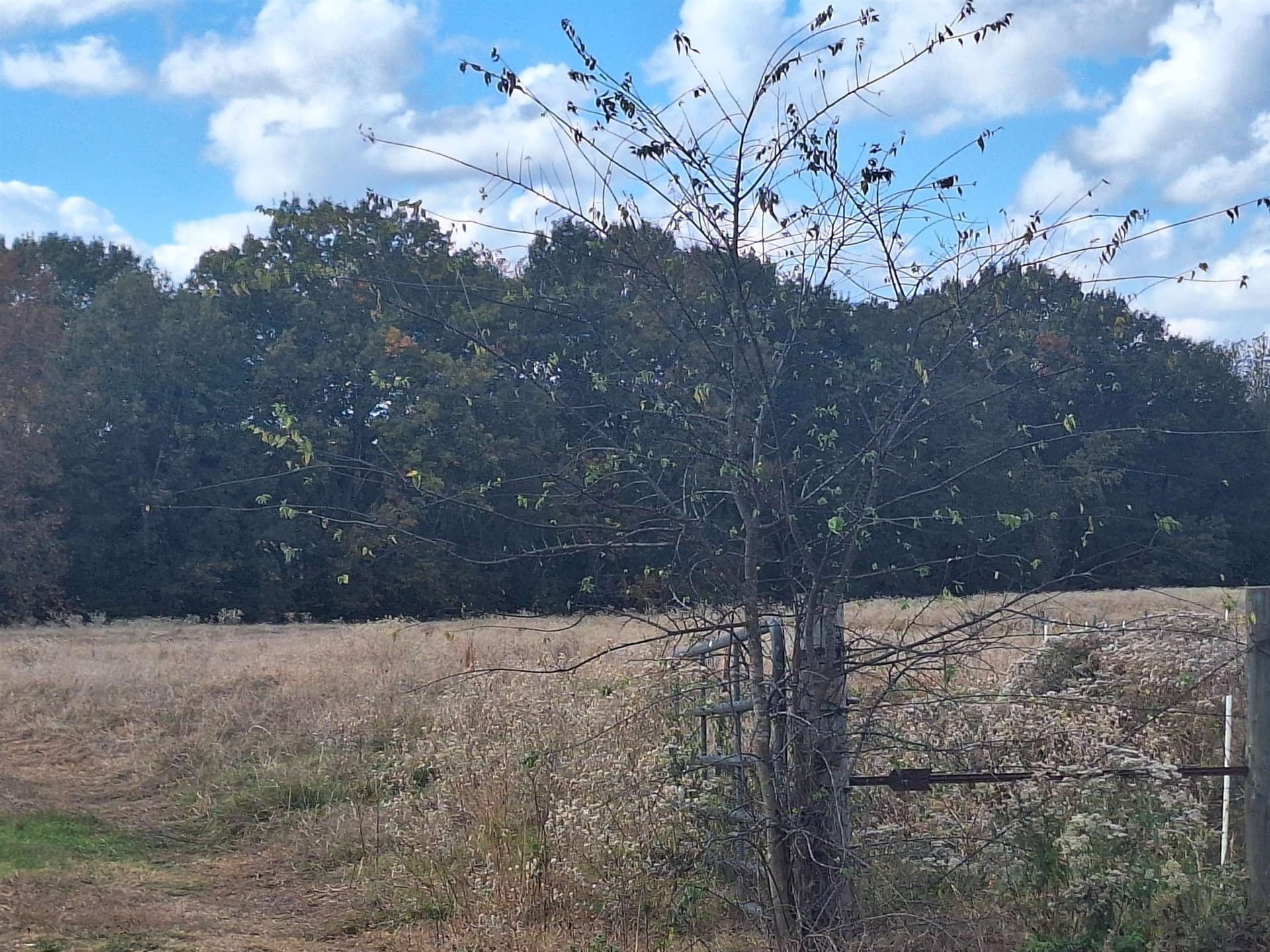 8.01 acres in Titus County - photo 4
