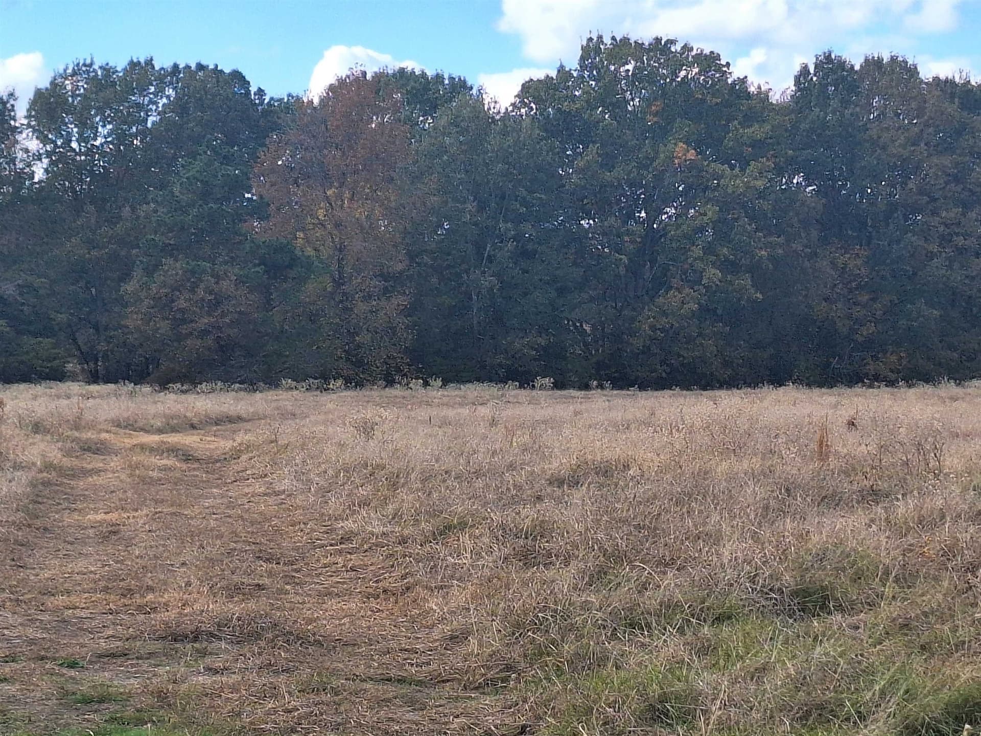 8.01 acres in Titus County - photo 5