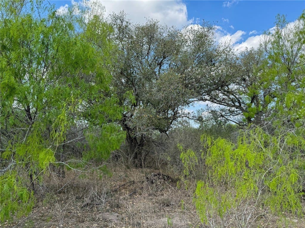 10 acres in Bee County - photo 13