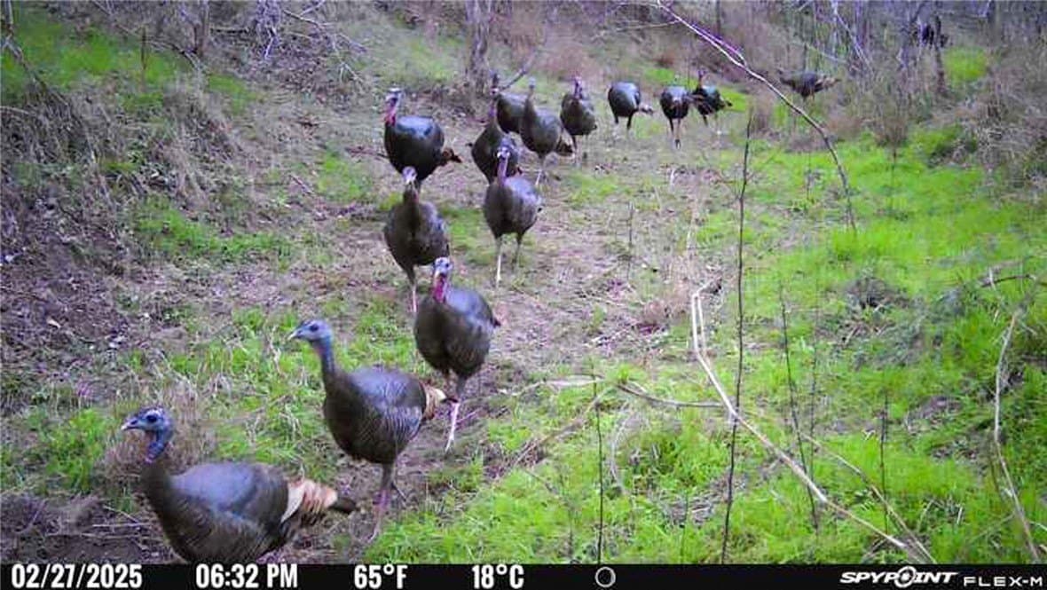 10 acres in Bee County - photo 14