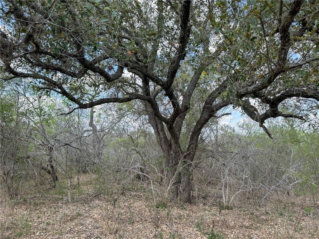 10 acres in Bee County - photo 15