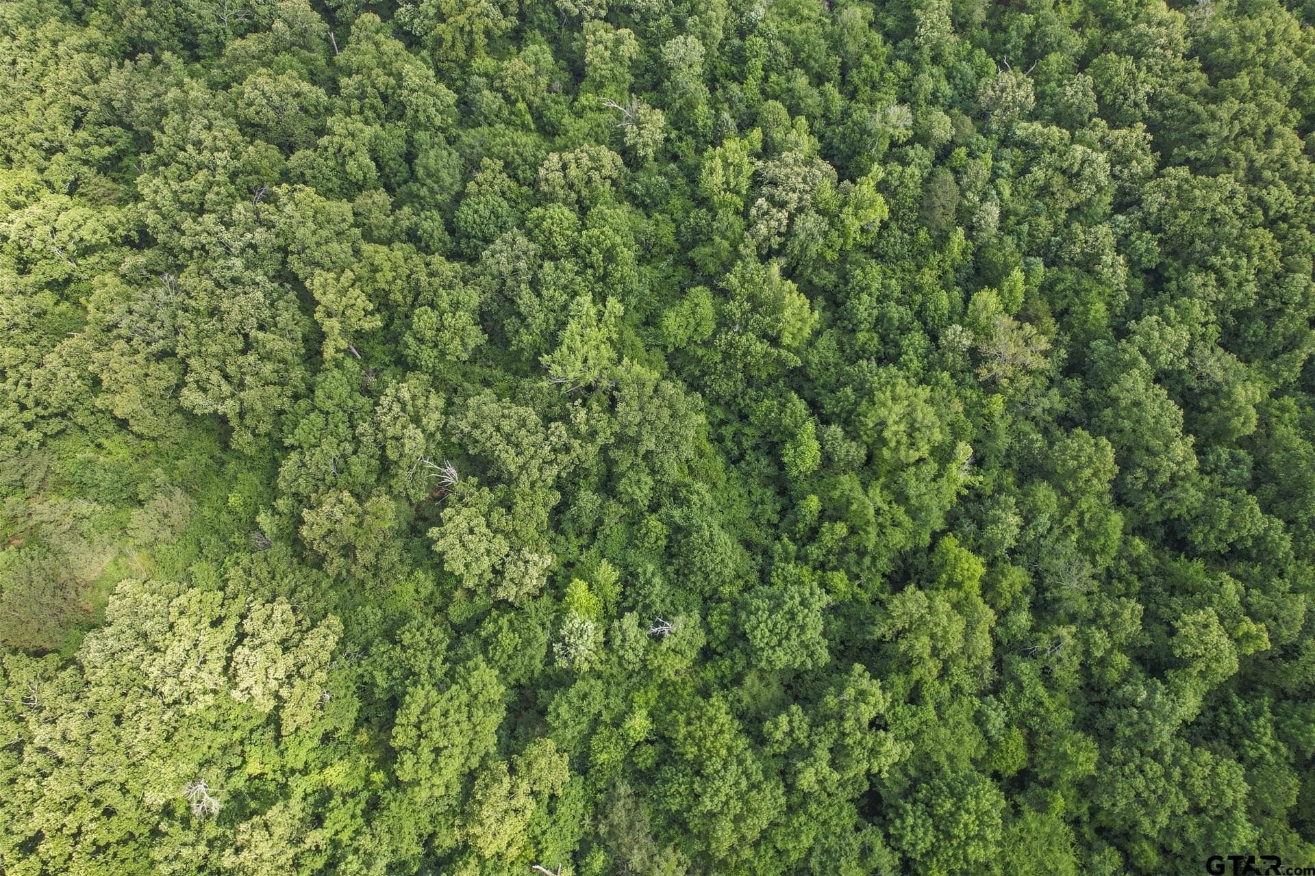 34 acres in Camp County - photo 16