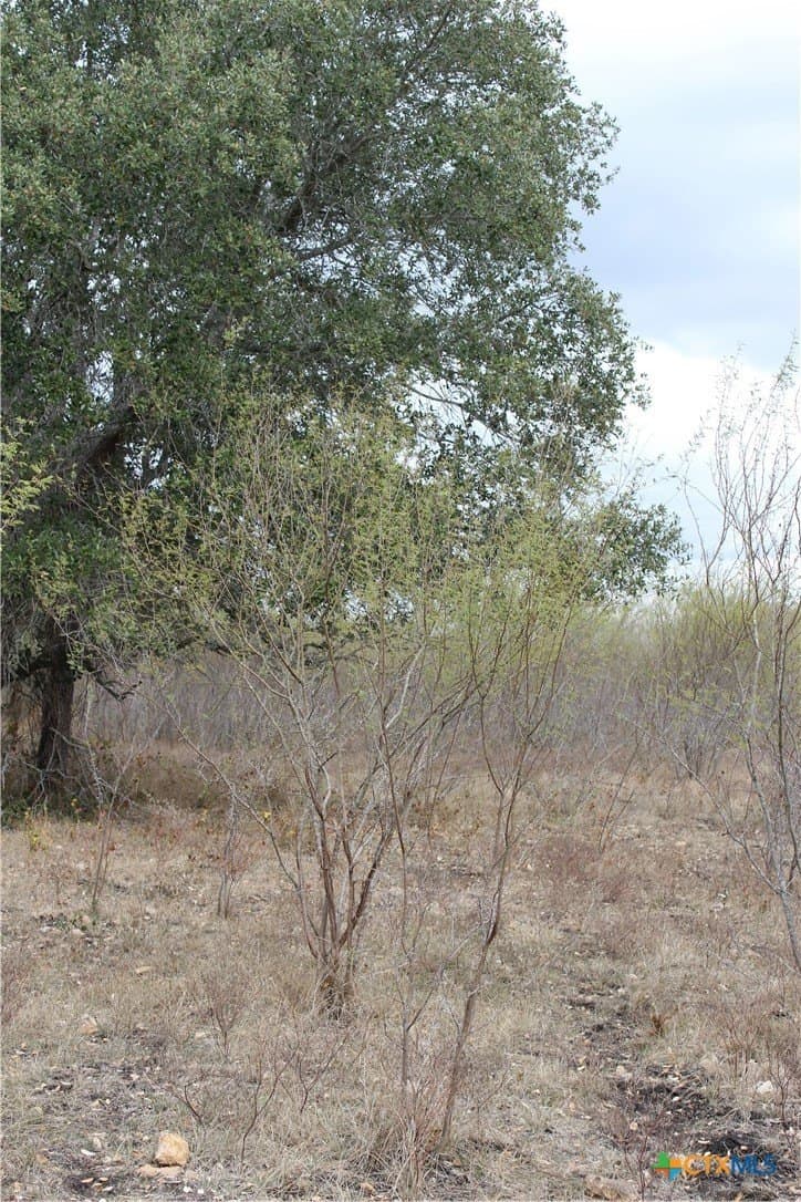 15 acres in Guadalupe County - photo 3
